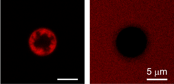 重磅！中科院采用親-疏異質(zhì)微球?qū)崿F(xiàn)從廢水中回收有機染料 中網(wǎng)行業(yè)信息網(wǎng)